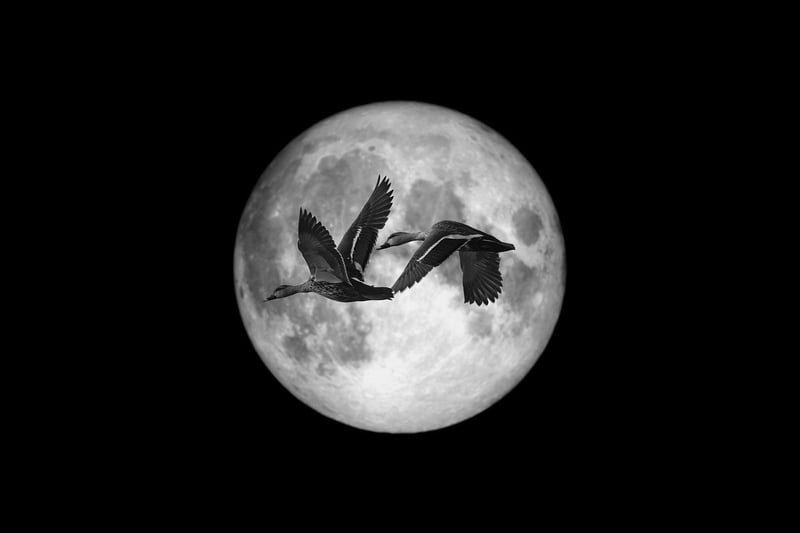 Moonlit Masterpieces